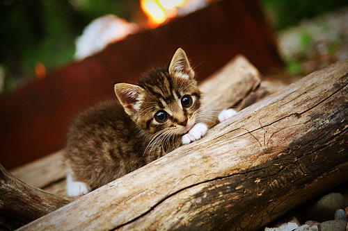 基层联赛规范管理有待加强