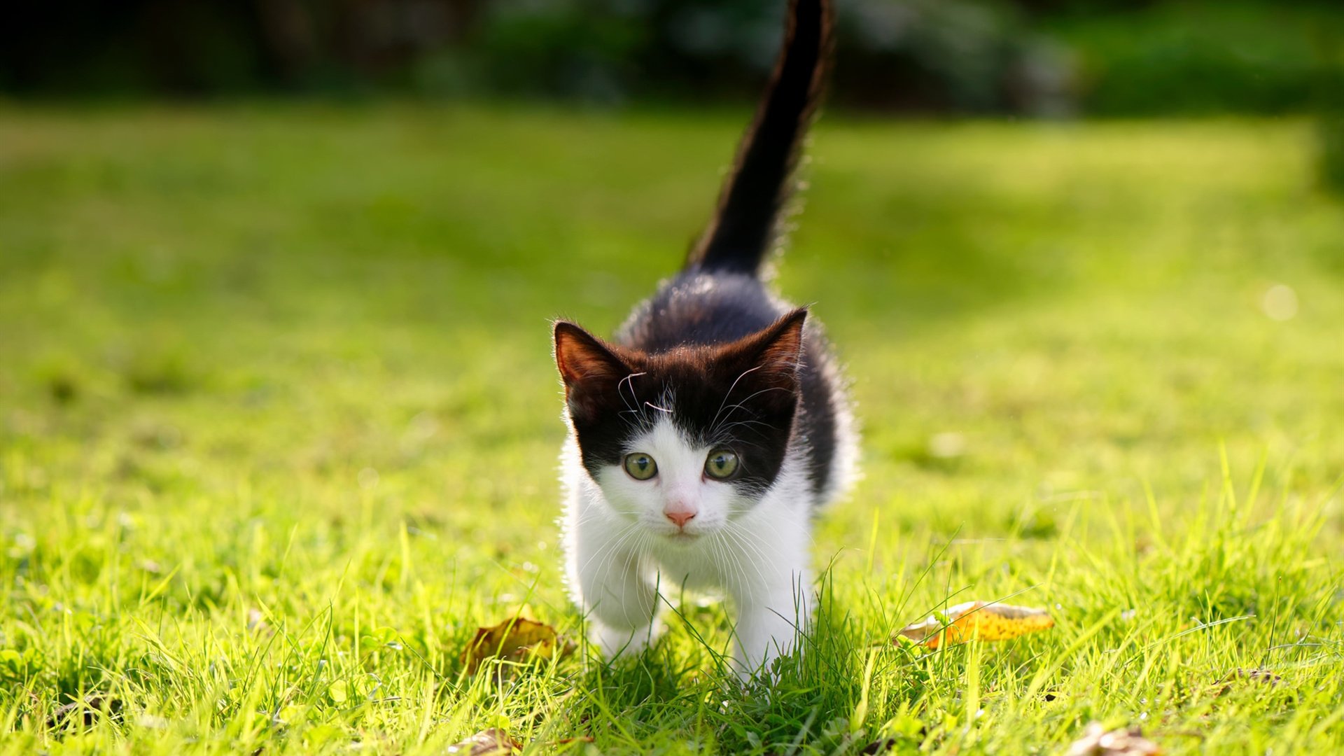 体育新闻中心上线体育热点话题智能追踪平台，热门体育新闻